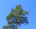 images/Schweden/Schweden 2012/IMG_0721.jpg
